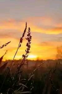 巴黎FC主场不敌里尔，连续两轮失利